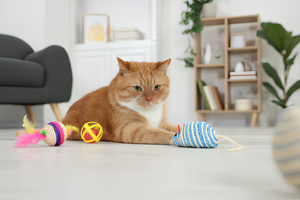 Fun Toys Keep Pets Active